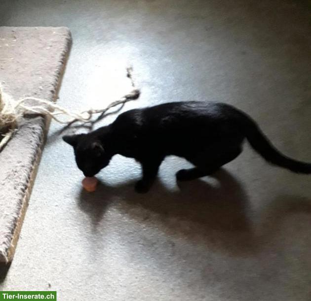 Schwarzes Katzenbaby, weiblich