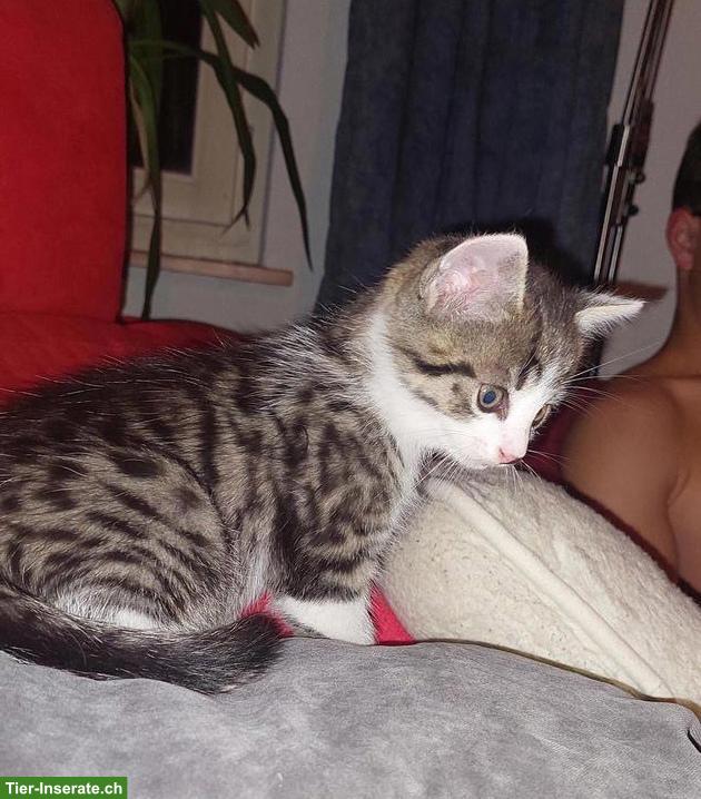 Junge Katzenbabys abzugeben