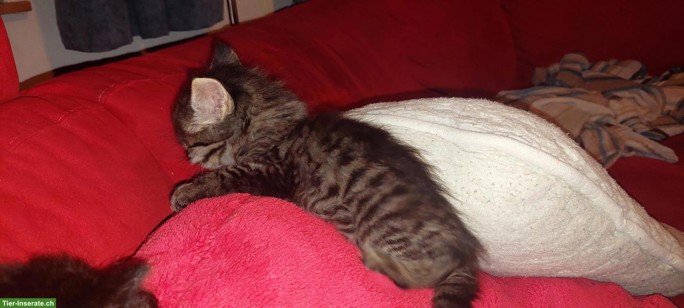 Bild 2: Junge Katzenbabys abzugeben