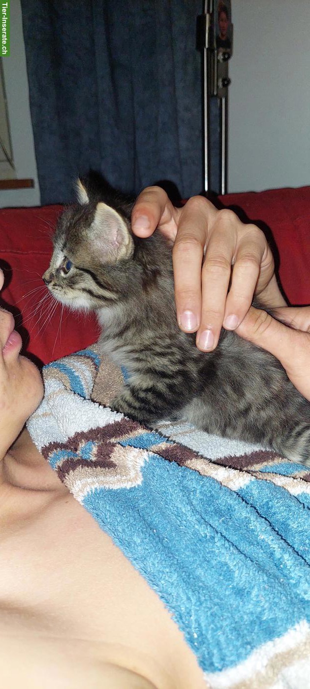 Bild 3: Junge Katzenbabys abzugeben