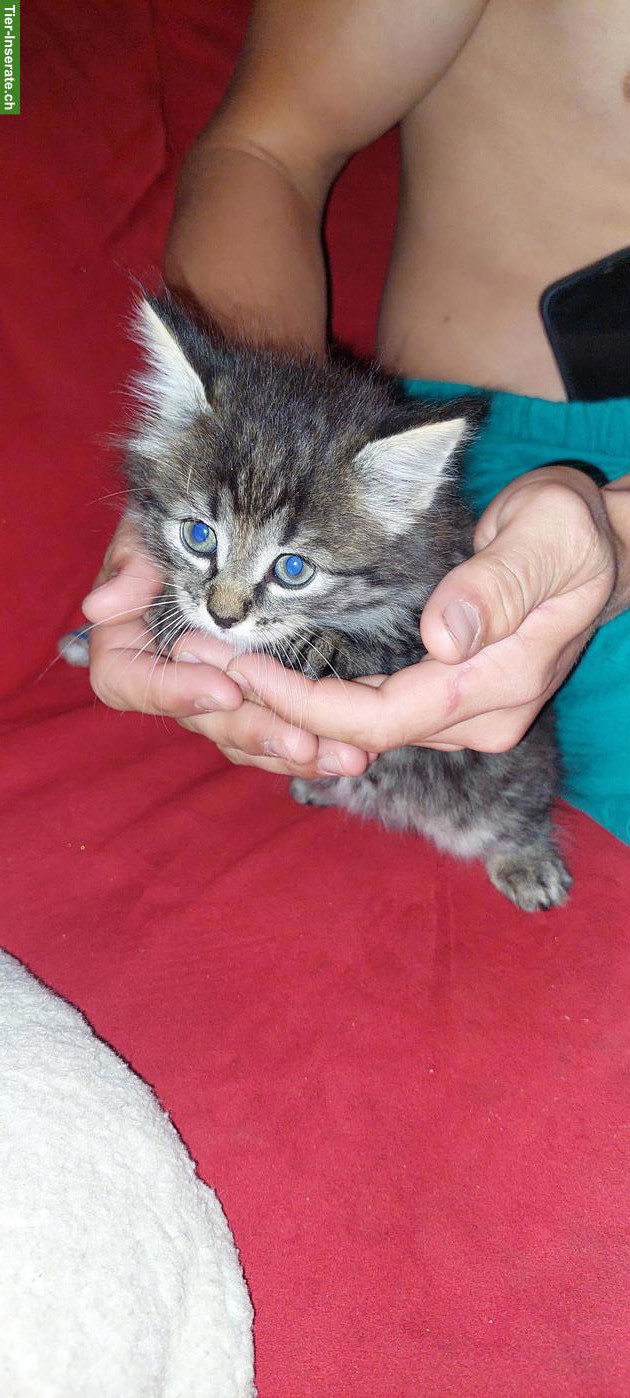 Bild 4: Junge Katzenbabys abzugeben