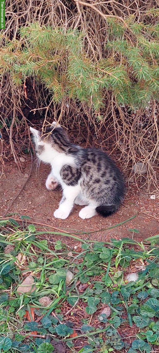 Bild 6: Junge Katzenbabys abzugeben