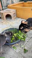 Zwergkaninchen Maja & Ronja suchen ihr Für-immer-Zuhause