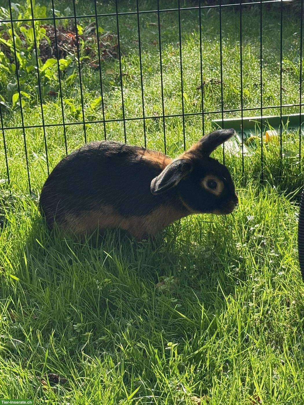 Bild 3: Zwergkaninchen Maja & Ronja suchen ihr Für-immer-Zuhause