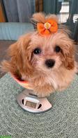 Teacup Maltipoo F1 Welpe Apricot