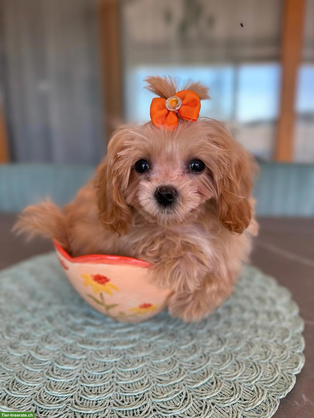 Bild 2: Teacup Maltipoo F1 Welpe Apricot