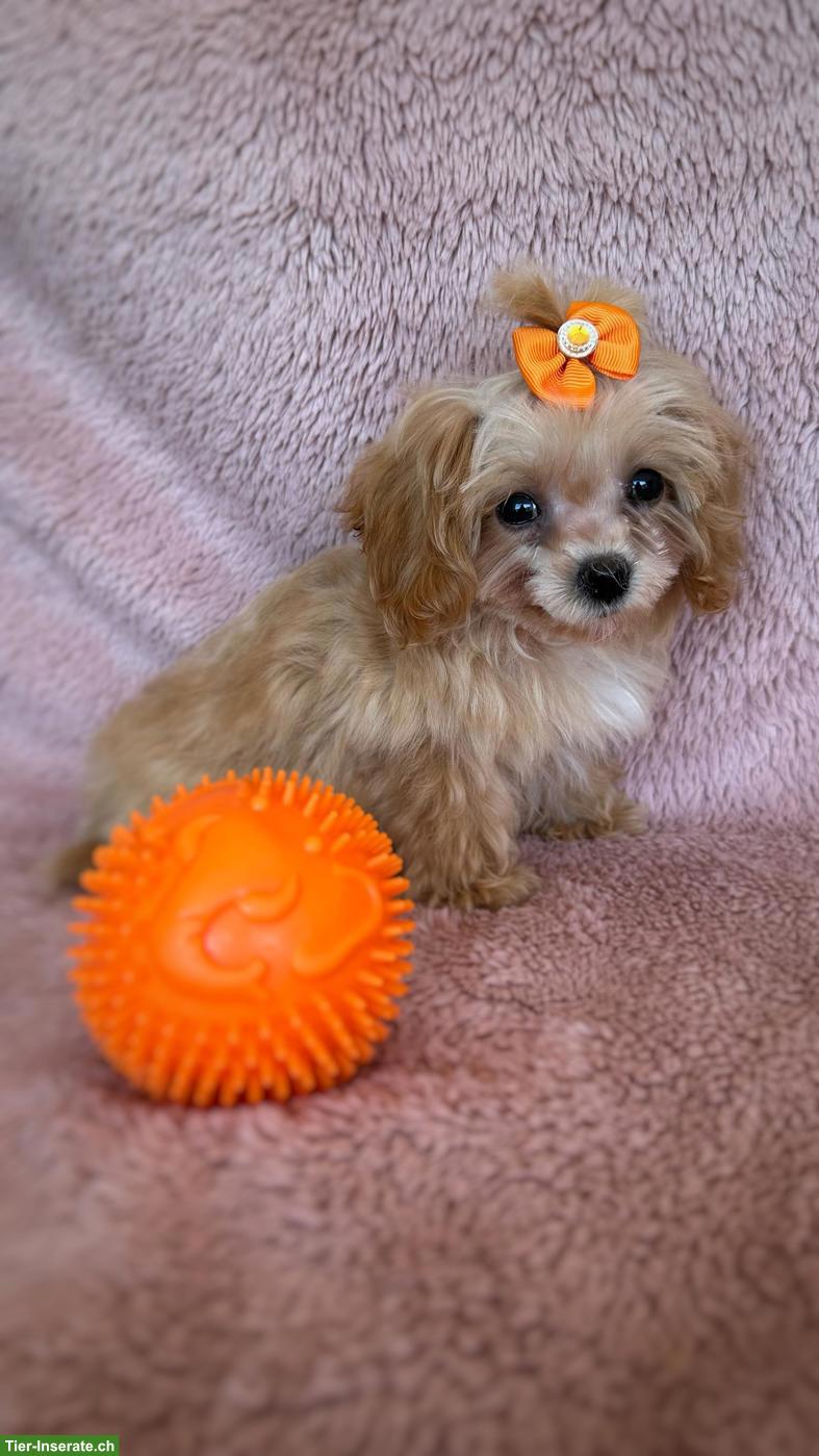 Bild 3: Teacup Maltipoo F1 Welpe Apricot