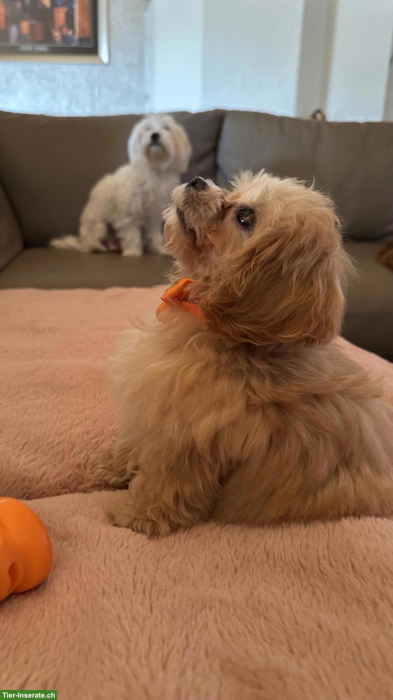 Bild 5: Teacup Maltipoo F1 Welpe Apricot