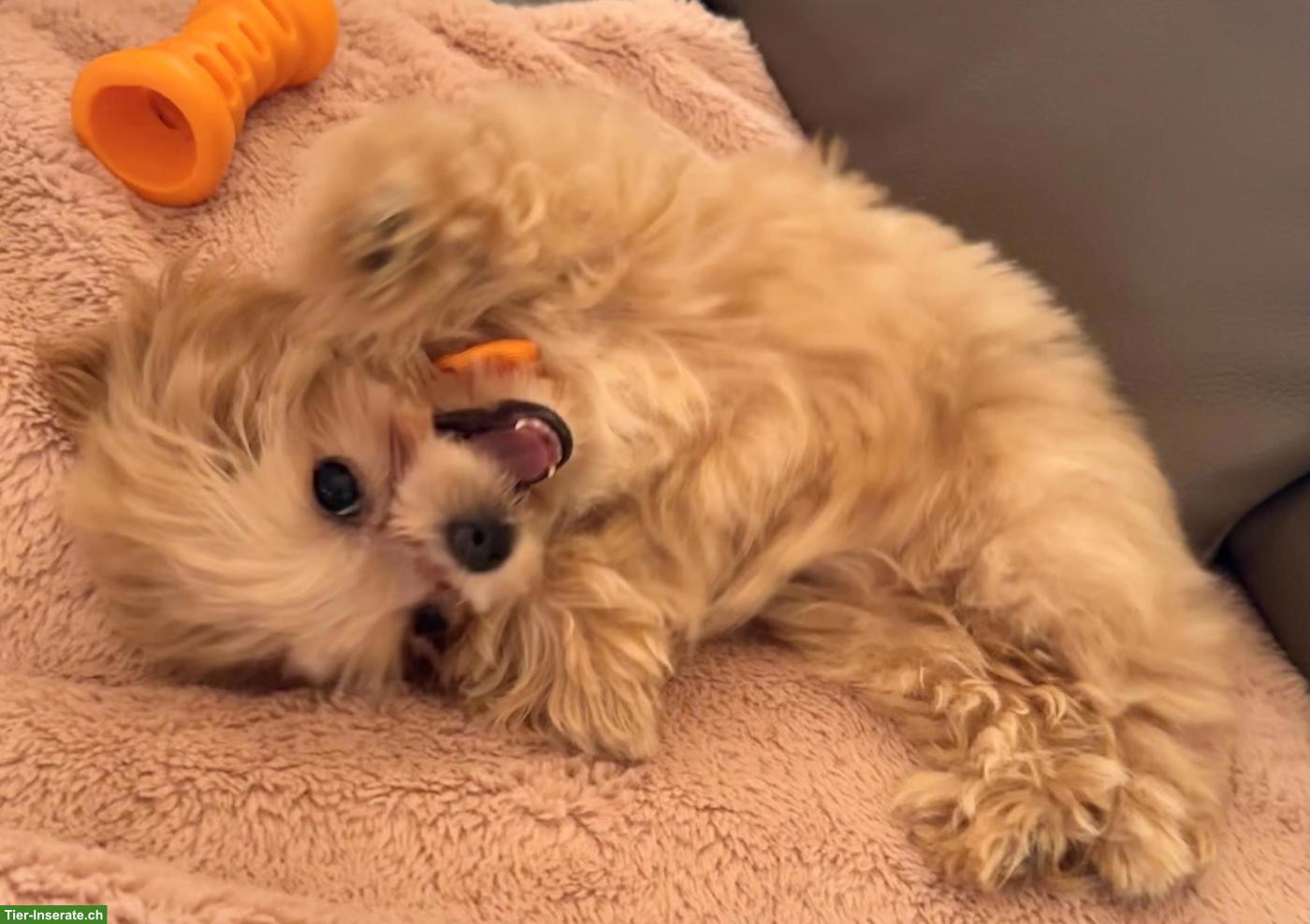 Bild 6: Teacup Maltipoo F1 Welpe Apricot