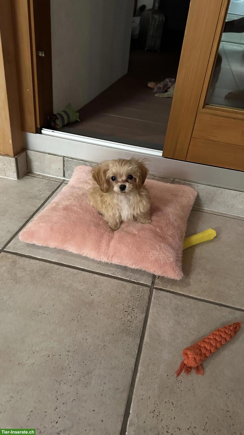 Bild 7: Teacup Maltipoo F1 Welpe Apricot