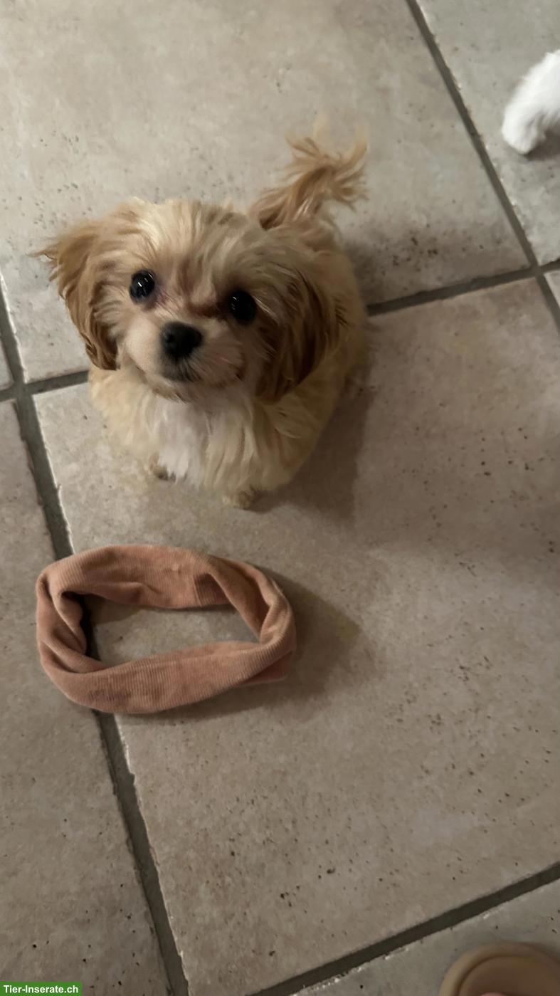 Bild 8: Teacup Maltipoo F1 Welpe Apricot