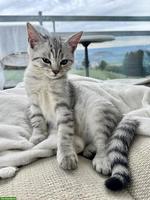 Kleine BKH Mix Kätzin sucht ihre Familie