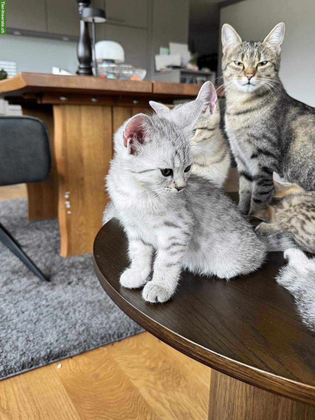 Bild 4: Kleine BKH Mix Kätzin sucht ihre Familie