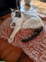 Kater, 6 Jahre alt, kastriert