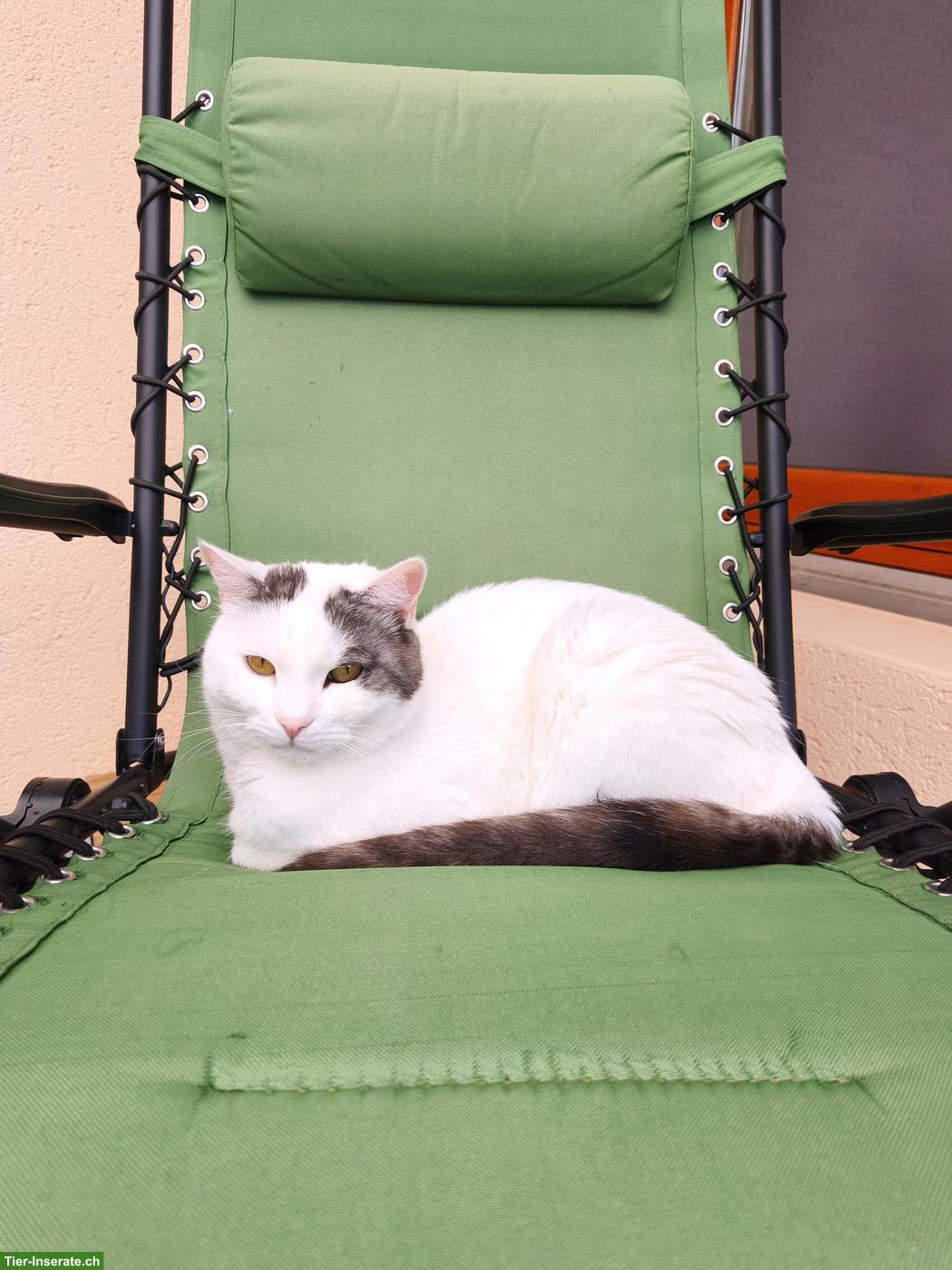 Bild 2: Kater, 6 Jahre alt, kastriert