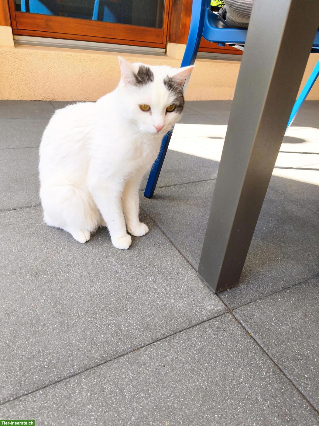 Bild 3: Kater, 6 Jahre alt, kastriert