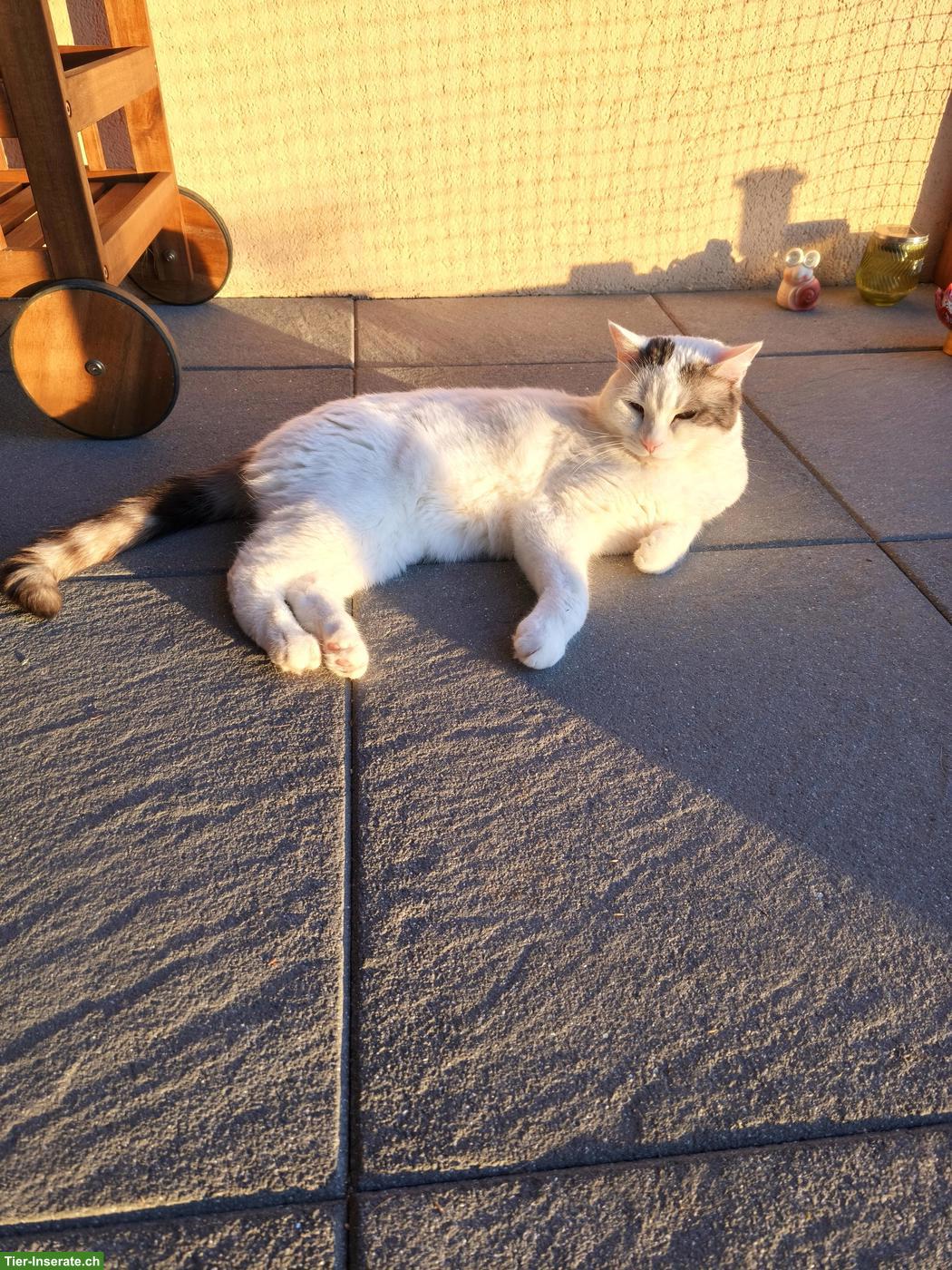 Bild 4: Kater, 6 Jahre alt, kastriert