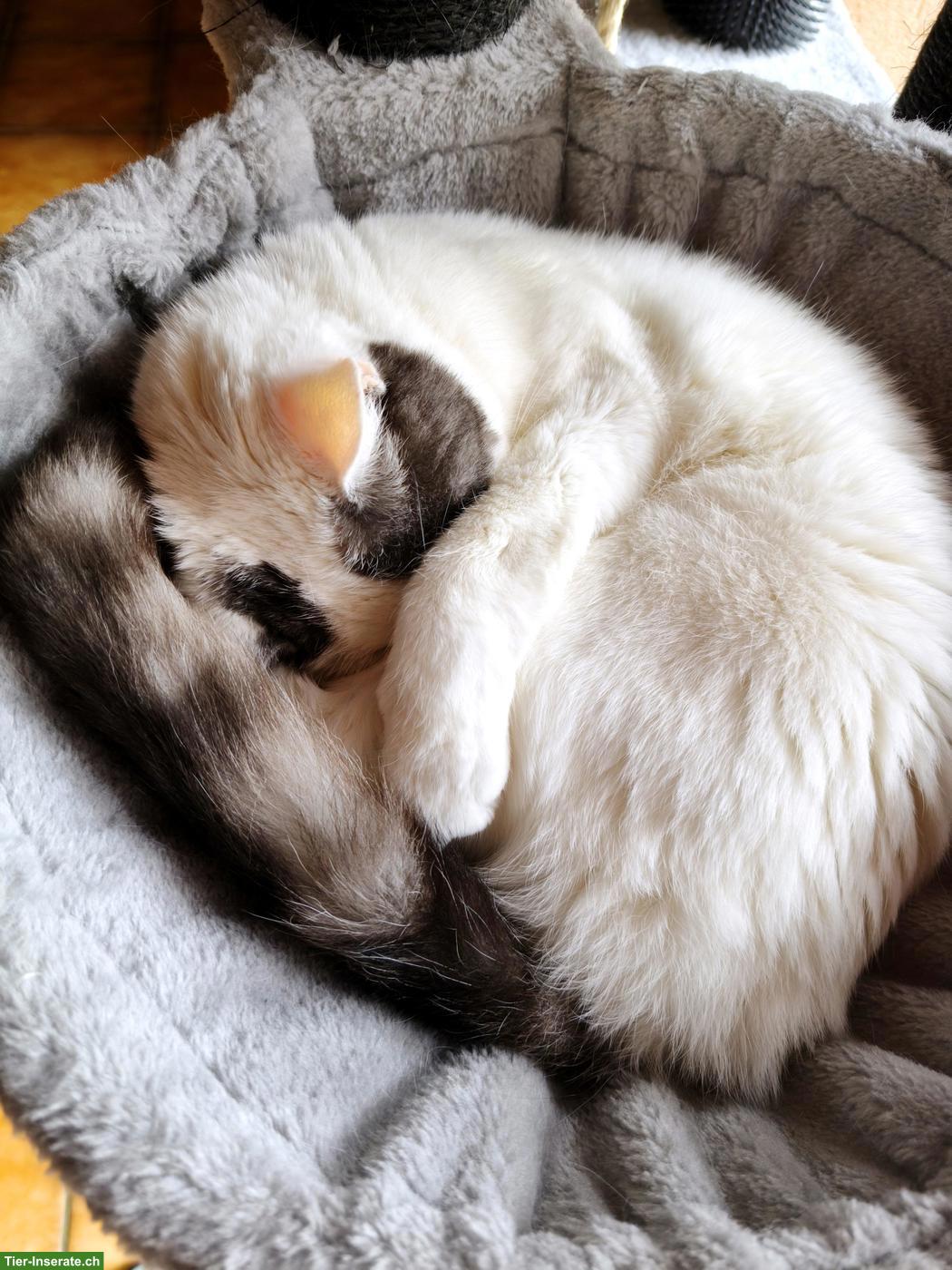 Bild 5: Kater, 6 Jahre alt, kastriert