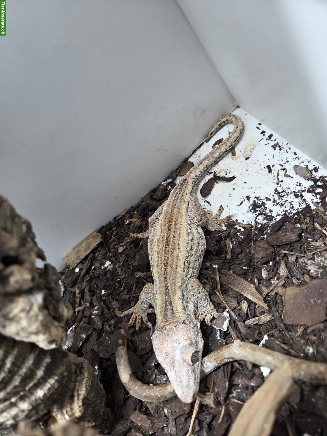 0.1.1 Rhacodactylus auriculatus (Höckerkopfgecko)