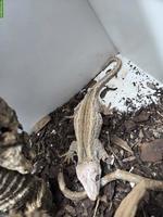 0.1.1 Rhacodactylus auriculatus (Höckerkopfgecko)