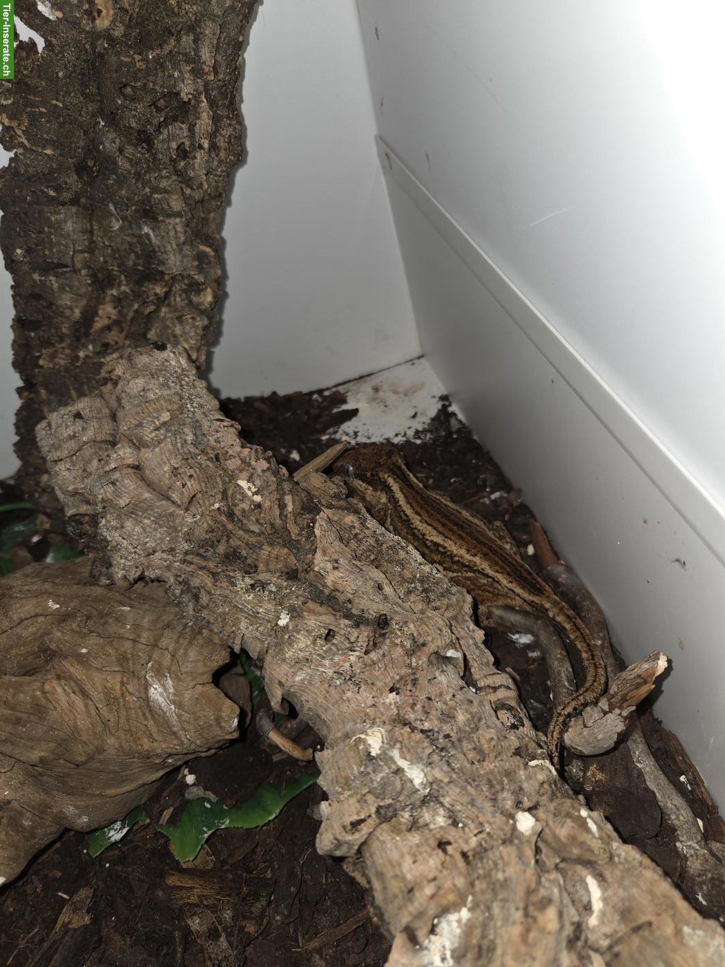 Bild 2: 0.1.1 Rhacodactylus auriculatus (Höckerkopfgecko)