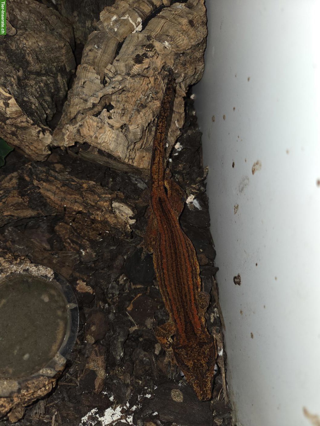 Bild 3: 0.1.1 Rhacodactylus auriculatus (Höckerkopfgecko)