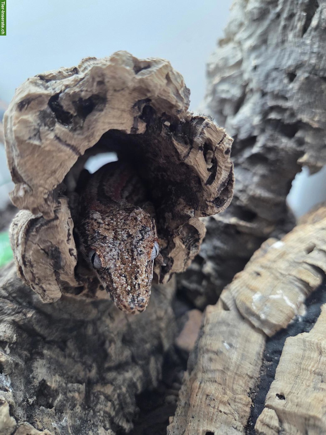 Bild 4: 0.1.1 Rhacodactylus auriculatus (Höckerkopfgecko)