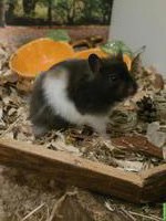 Junger Teddyhamster mit Gehege zu verkaufen