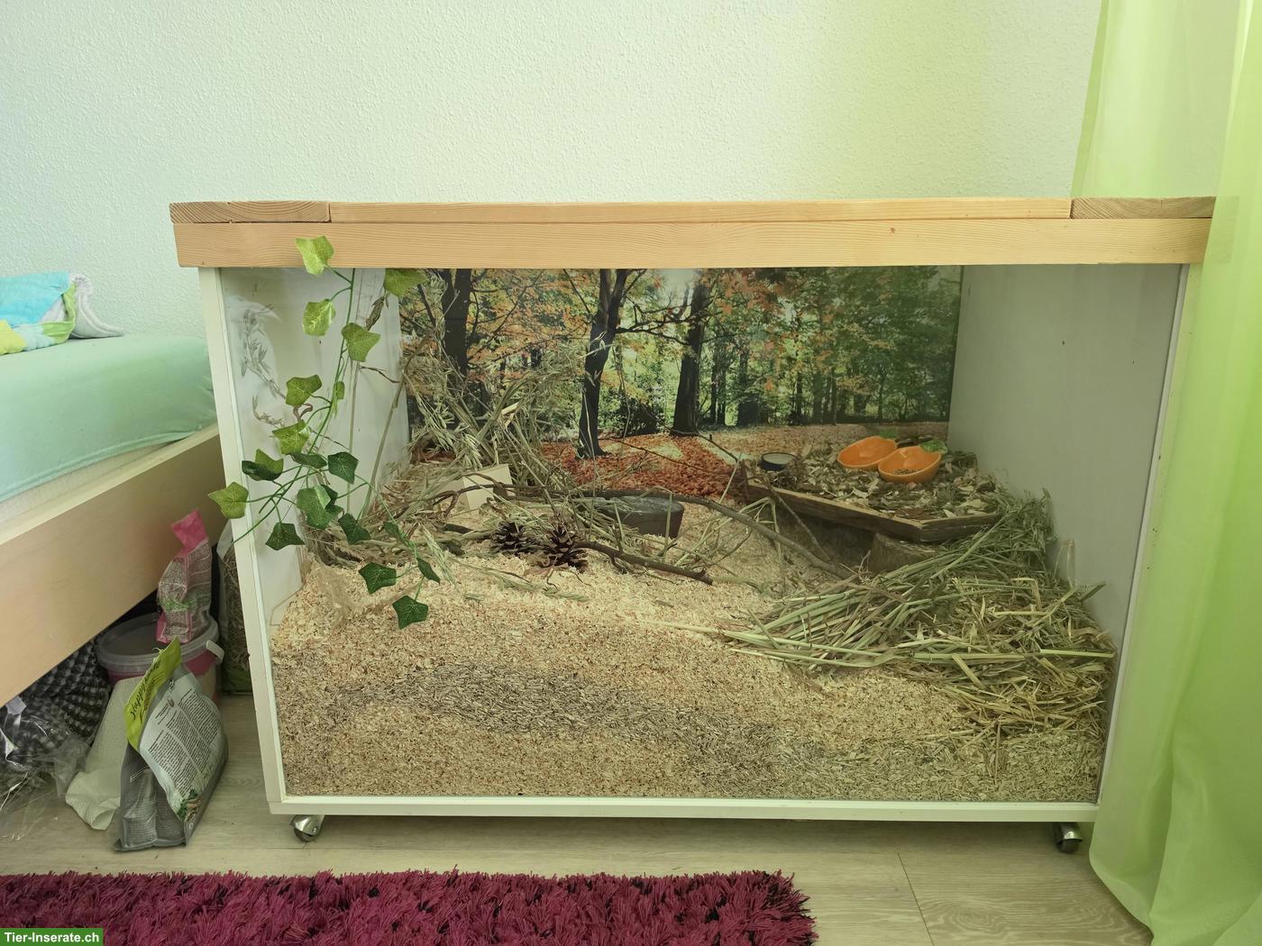 Bild 2: Junger Teddyhamster mit Gehege zu verkaufen