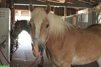 Aufgestellter Haflinger Wallach sucht neues Zuhause