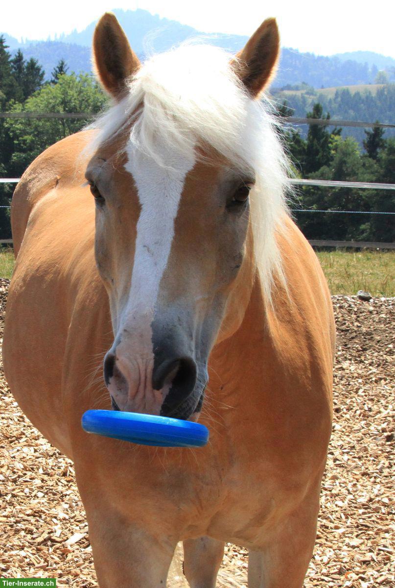 Bild 2: Aufgestellter Haflinger Wallach sucht neues Zuhause