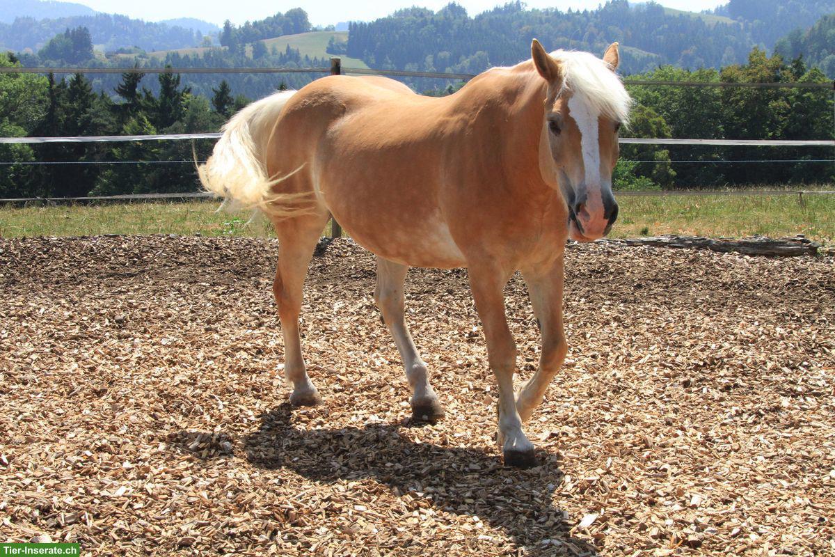 Bild 3: Aufgestellter Haflinger Wallach sucht neues Zuhause