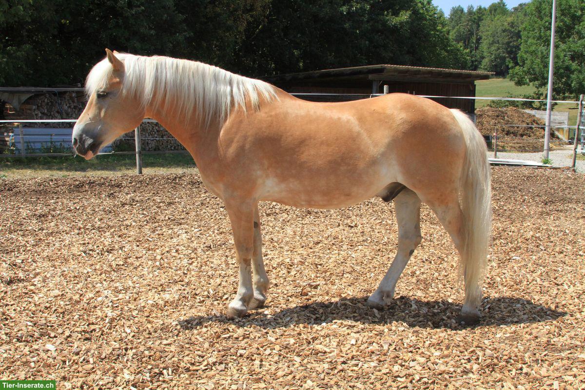 Bild 4: Aufgestellter Haflinger Wallach sucht neues Zuhause