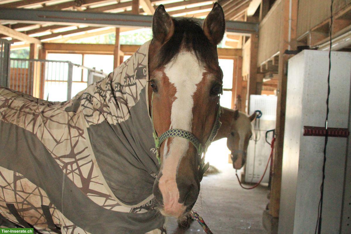 Bild 5: Aufgestellter Haflinger Wallach sucht neues Zuhause