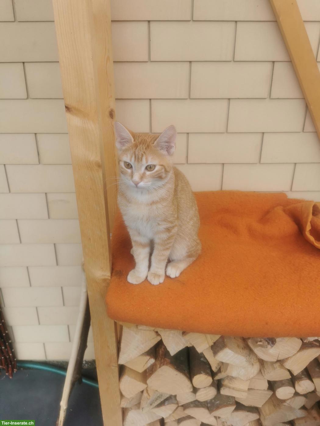 Junger Kater Simba sucht Zuhause mit Freigang