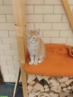 Junger Kater Simba sucht Zuhause mit Freigang