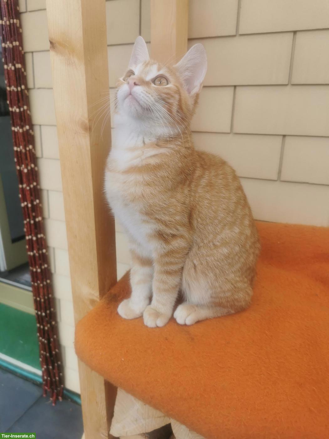 Bild 2: Junger Kater Simba sucht Zuhause mit Freigang