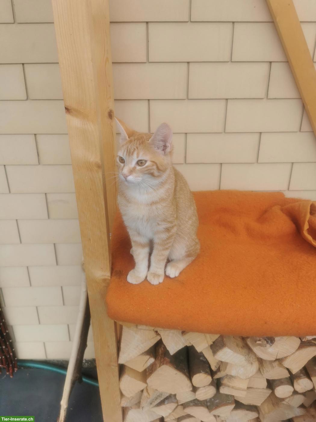 Bild 3: Junger Kater Simba sucht Zuhause mit Freigang