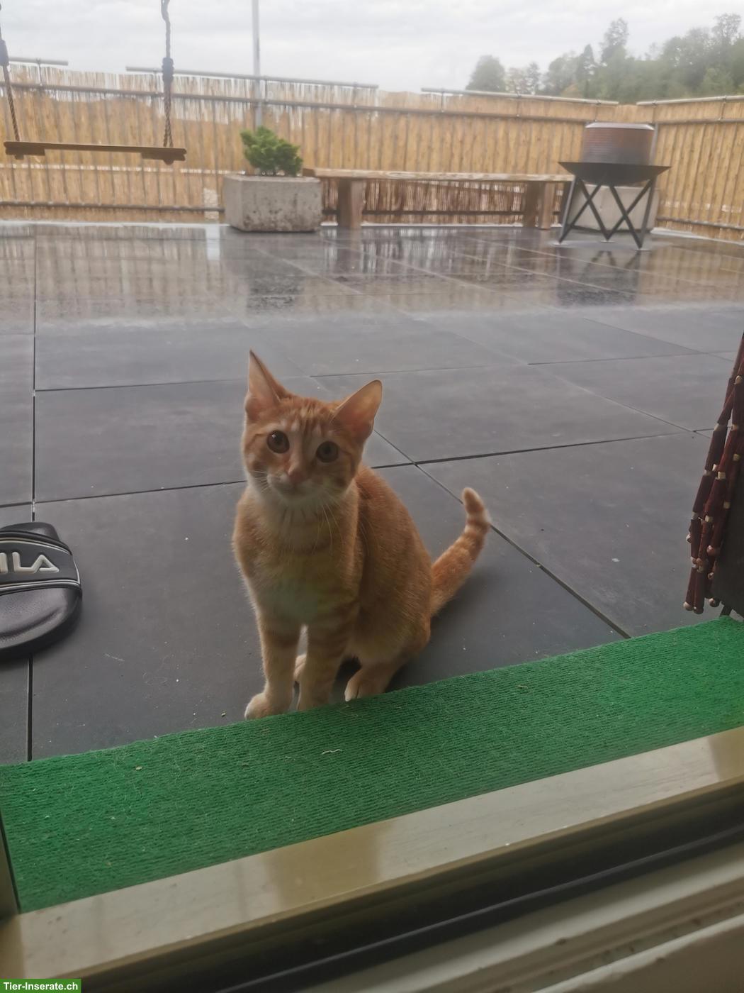 Bild 4: Junger Kater Simba sucht Zuhause mit Freigang