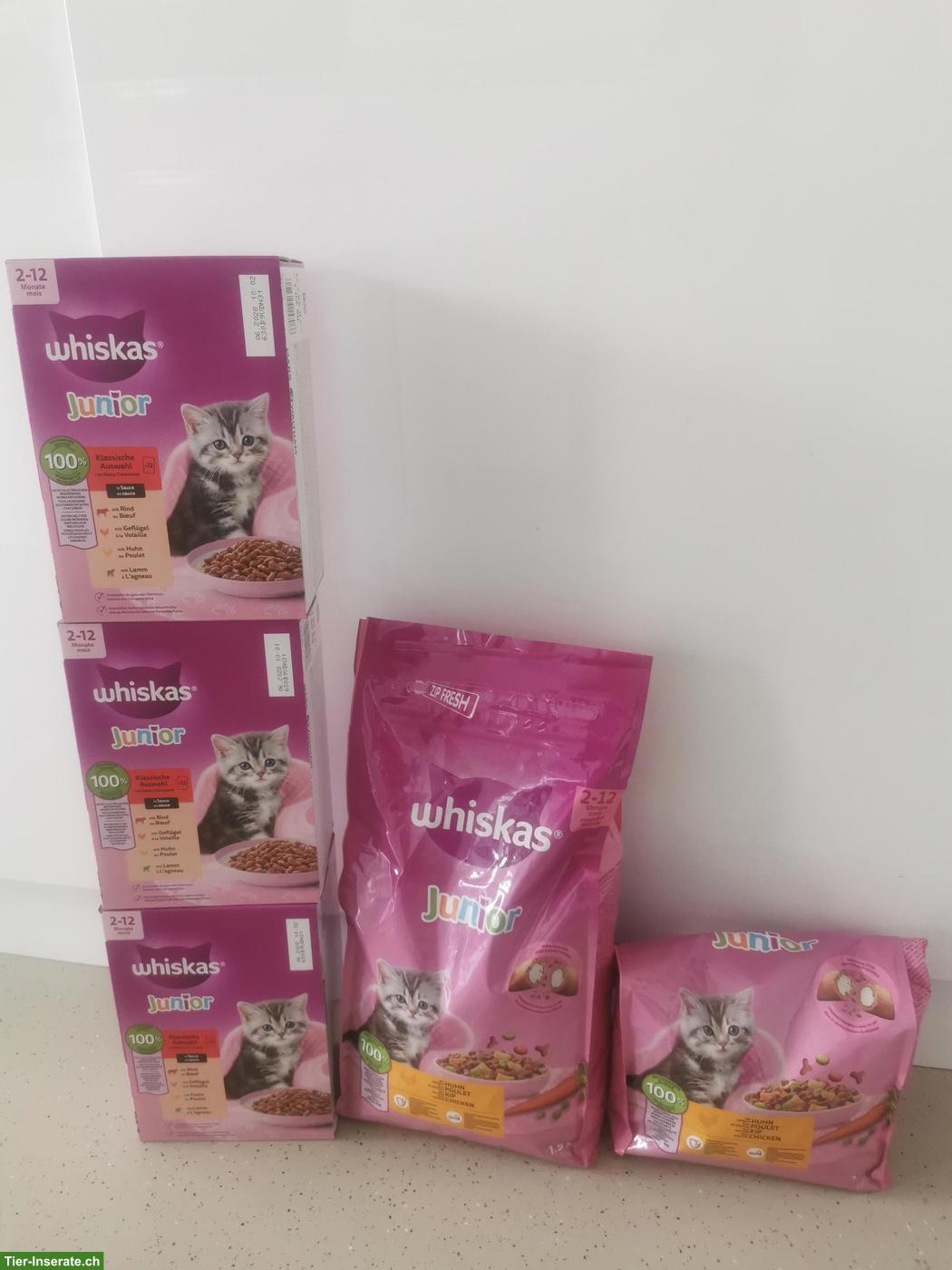Bild 5: Junger Kater Simba sucht Zuhause mit Freigang