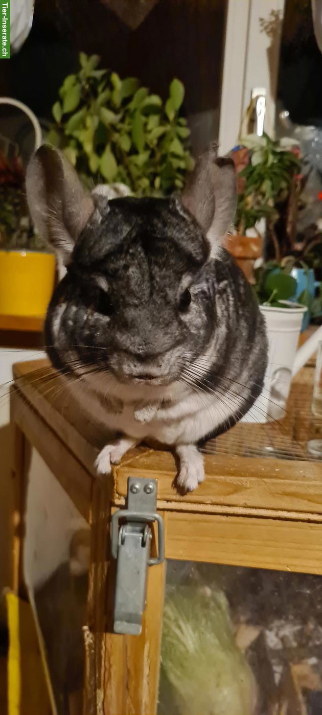 Chinchilla zu verkaufen