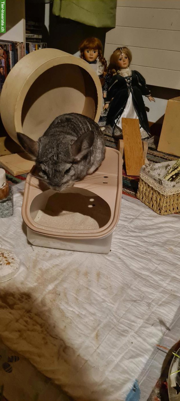 Bild 2: Chinchilla zu verkaufen
