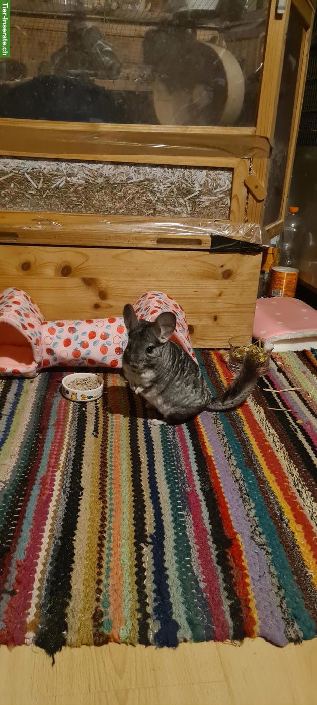 Bild 3: Chinchilla zu verkaufen