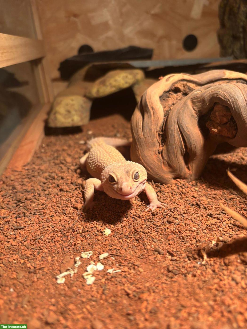 2 Leopardengeckos inkl. neuem Terrarium & Terrariummöbel