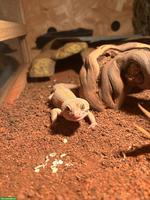 2 Leopardengeckos inkl. neuem Terrarium & Terrariummöbel