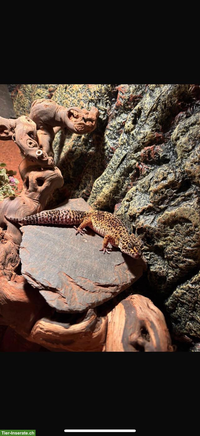 Bild 2: 2 Leopardengeckos inkl. neuem Terrarium & Terrariummöbel
