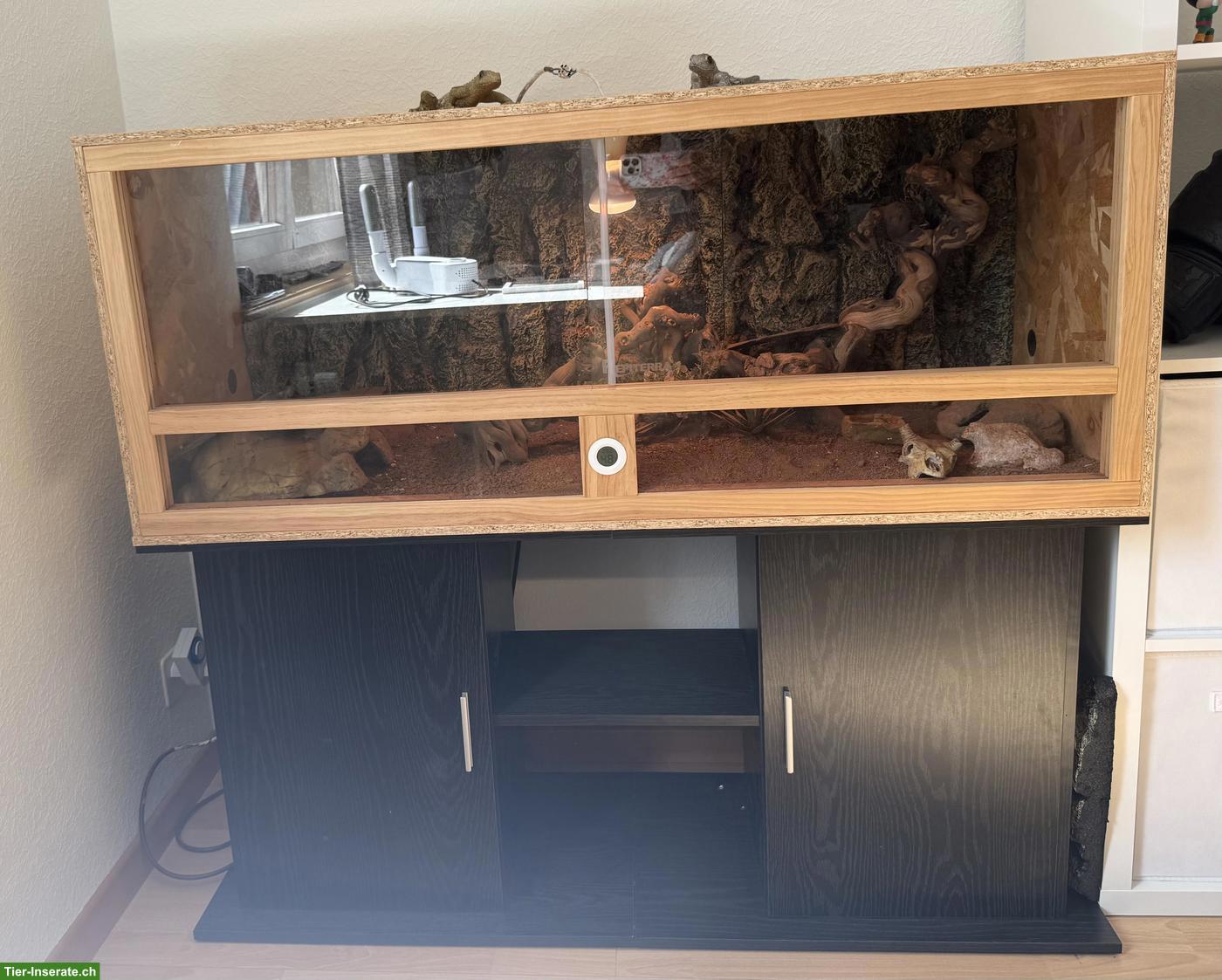 Bild 3: 2 Leopardengeckos inkl. neuem Terrarium & Terrariummöbel