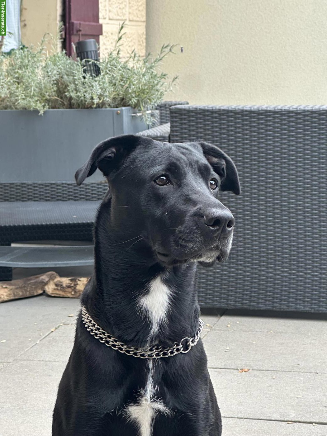 Liebe Malinois x Cane Corso Mix Hündin sucht hundeerfahrenes Zuhause