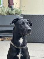 Liebe Malinois x Cane Corso Mix Hündin sucht hundeerfahrenes Zuhause