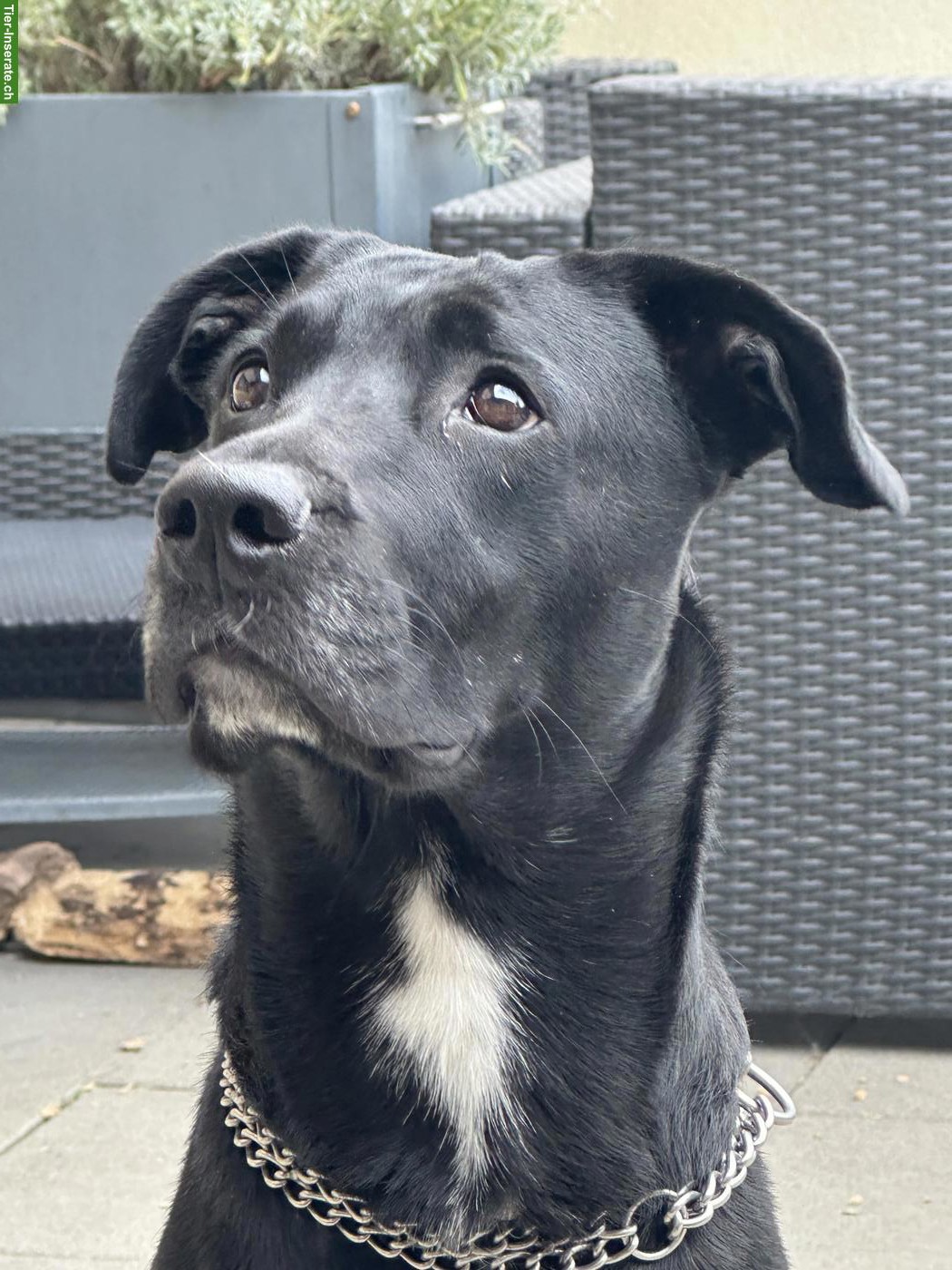Bild 2: Liebe Malinois x Cane Corso Mix Hündin sucht hundeerfahrenes Zuhause